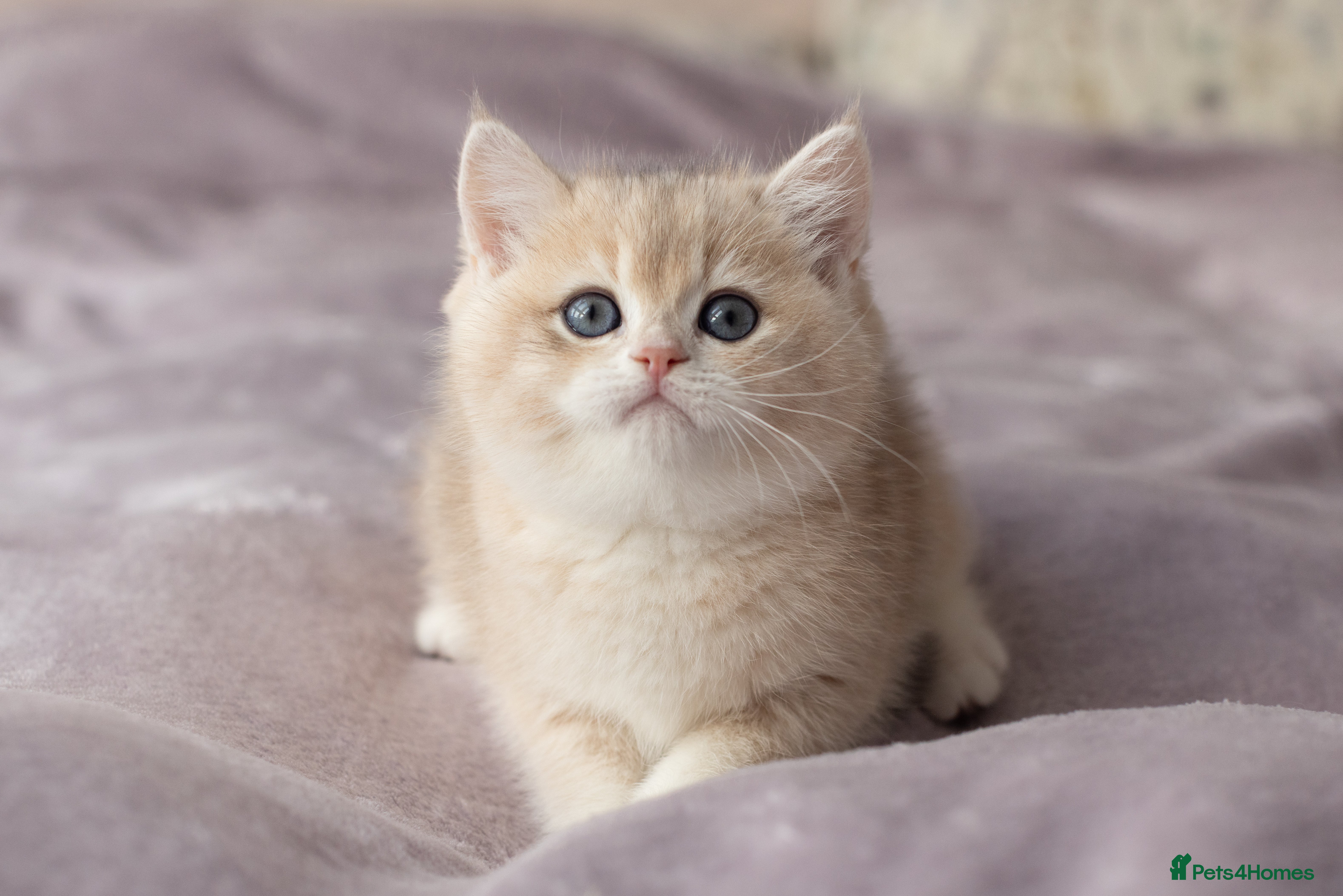 British Shorthair cats Champions lines Golden blue Ay12 BSH kittens - Advert 4