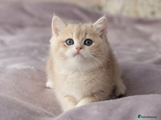 British Shorthair cats Champions lines Golden blue Ay12 BSH kittens - Advert 10