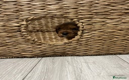 Cavalier King Charles Spaniel dogs for sale: Ruby cavalier king charles - Image 6