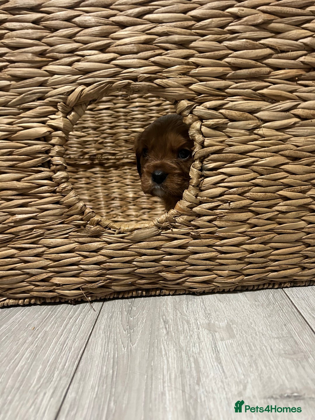 Cavalier King Charles Spaniel dogs for sale: Ruby cavalier king charles - Image 6