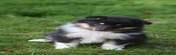 Rough Collie dogs for sale: Kc registered rough collie puppies  - Advert 16