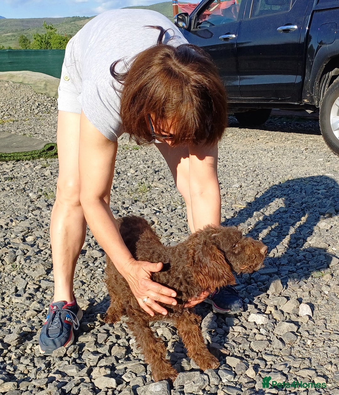 Lagotto Romagnolo dogs for adoption: DOMINO, a superb Lagotto Boy - for a Loving Home in Nottingham - Image 5