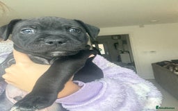Staffordshire Bull Terrier dogs for sale: 🐾 Beautiful Staffordshire Puppies for Sale 🐾 - Image 15