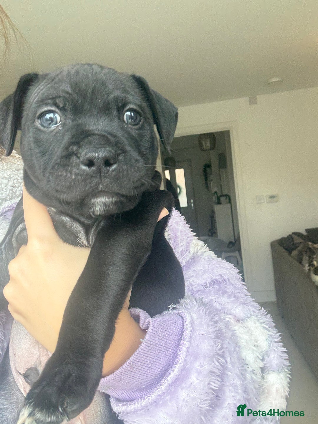 Staffordshire Bull Terrier dogs for sale: 🐾 Beautiful Staffordshire Puppies for Sale 🐾 - Image 15