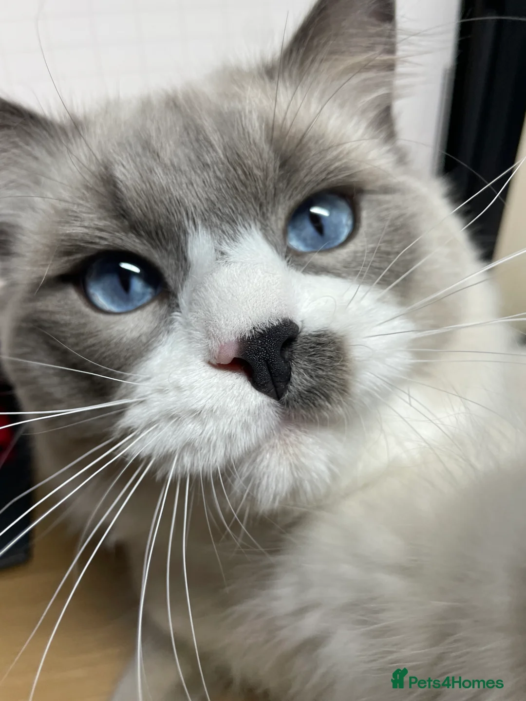 Ragdoll cats for stud: Pure Ragdoll Stud Available  in Newry - Advert 1