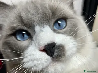 Ragdoll cats Pure Ragdoll Stud Available in Newry - Advert 1