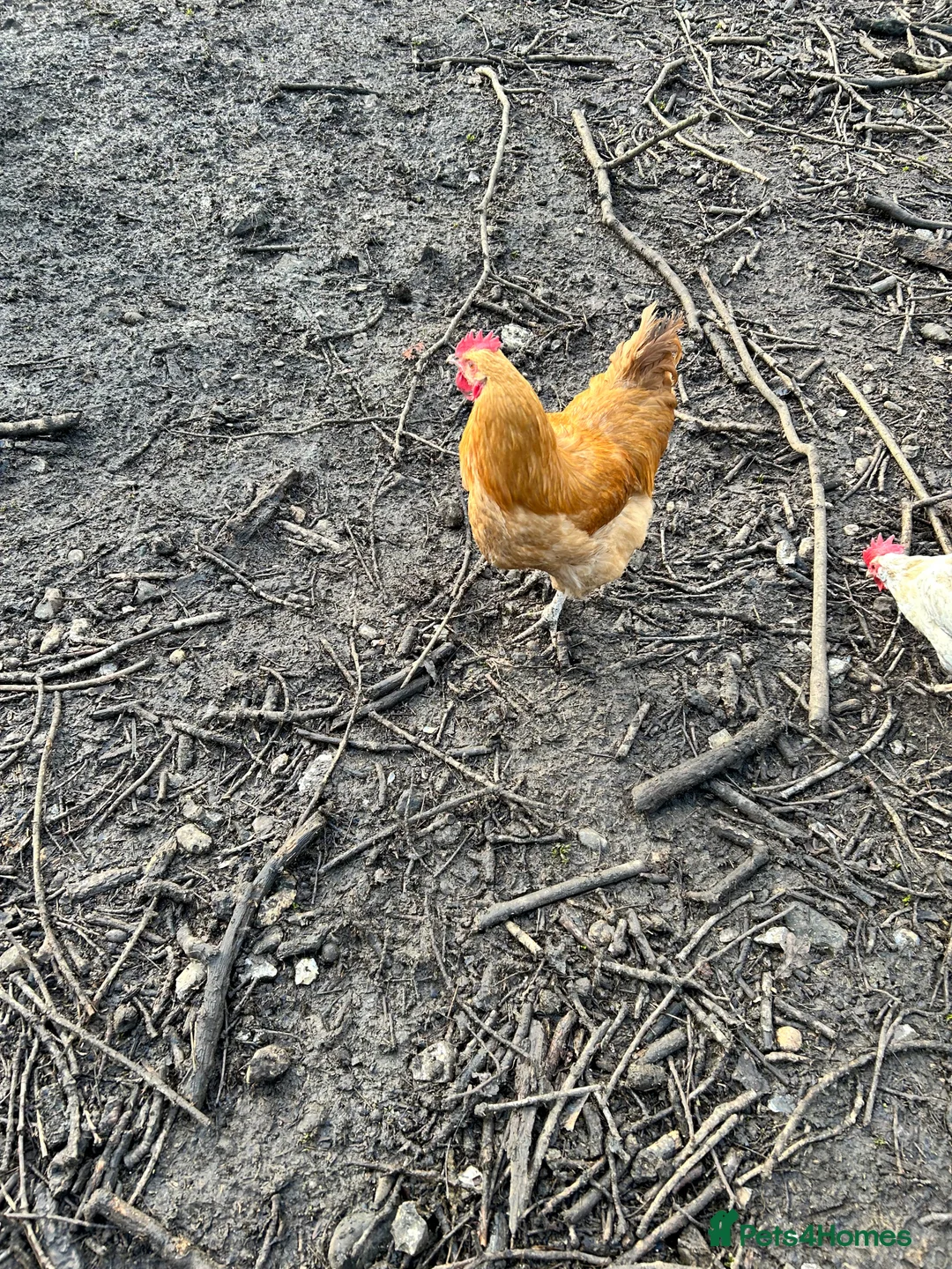 Chickens poultry for sale: Buff Orpington Cockerel  - Advert 5