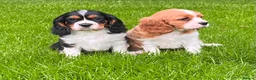 Cavalier King Charles Spaniel dogs for sale: Beautiful cavalier King Charles puppies  - Advert 11