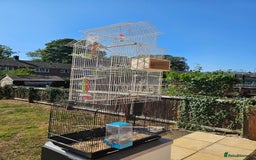 Budgerigars birds for sale: 2 male budgies, cage the lot  - Image 11