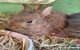 Mixed Breed rabbits for sale: Half Mini Lops  - Image 5