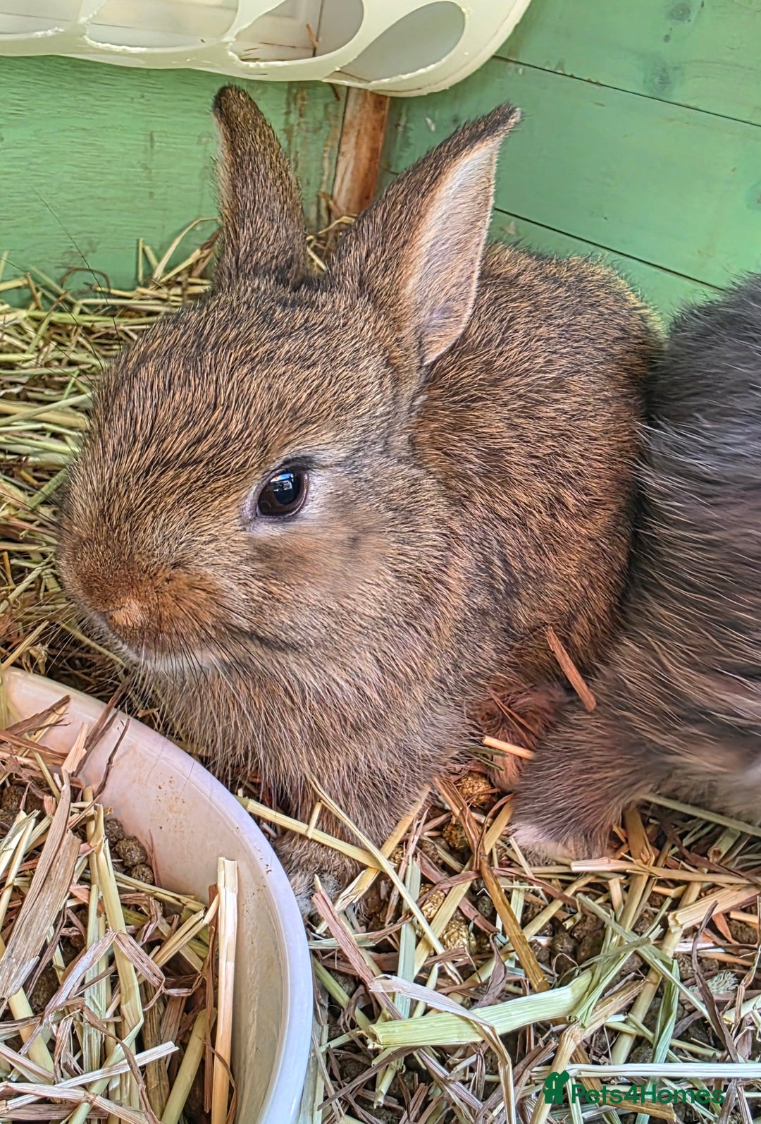 Mixed Breed rabbits for sale: Half Mini Lops  - Image 5