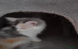 Ragcoon cats for sale: Stunning, and chunky ragcoons  - Image 14