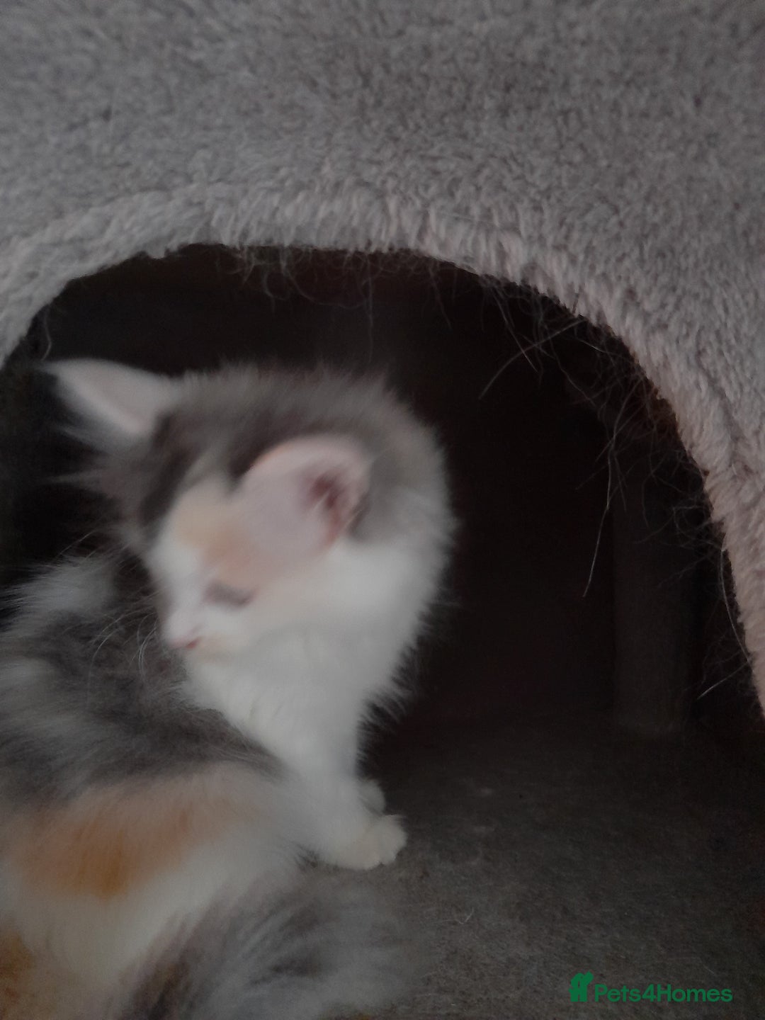 Ragcoon cats for sale: Stunning, and chunky ragcoons  - Image 14