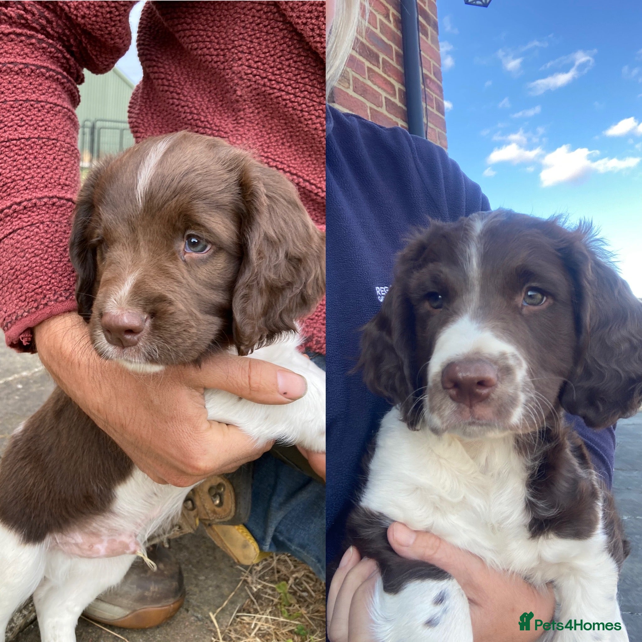 English Springer Spaniel dogs KC Reg Liver and White English Springer Spaniels - Advert 1