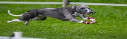 Whippet dogs for stud: KC registed whippet stud - Advert 2