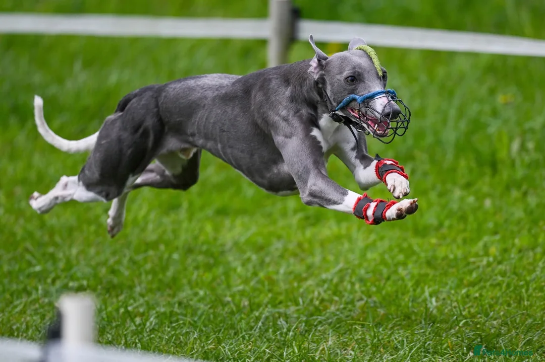 Whippet dogs for stud: KC registed whippet stud - Advert 2