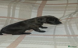 Mixed Breed dogs for sale: Patterdale/ fell terriers/ lakeland  - Image 4