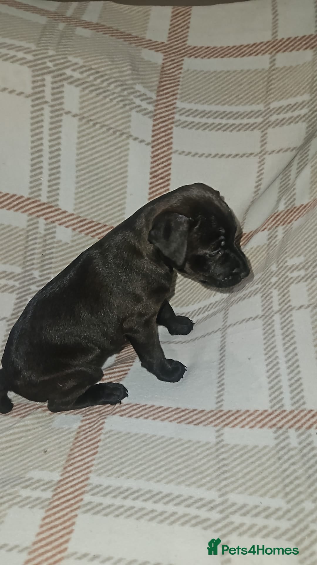 Mixed Breed dogs for sale: Patterdale/ fell terriers/ lakeland  - Image 4