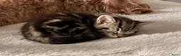 Mixed Breed cats for sale: One beautiful kitten male ready soon - Advert 8