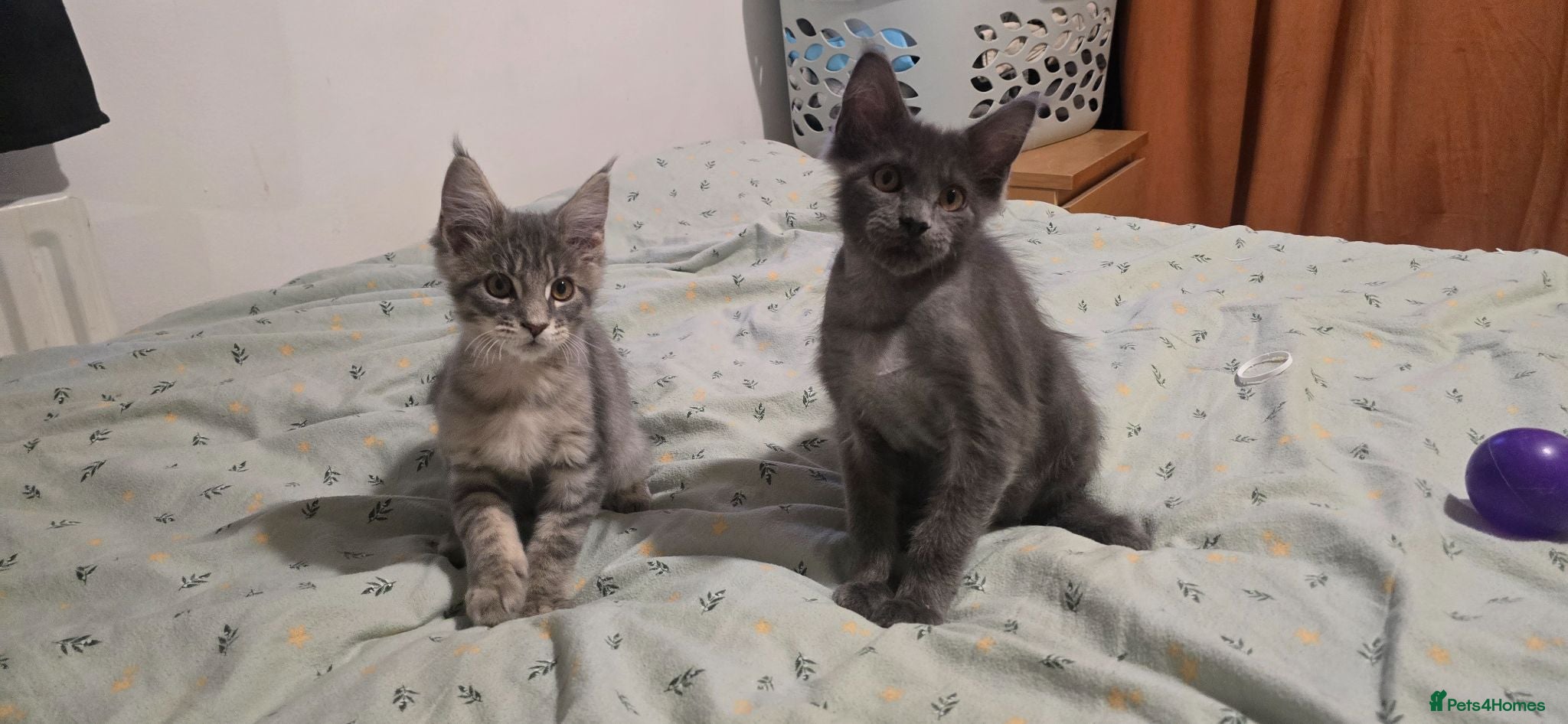 Maine Coon cats Maine Coon Kitten ready - Advert 7