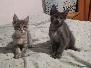 Maine Coon cats Maine Coon Kitten ready - Advert 5