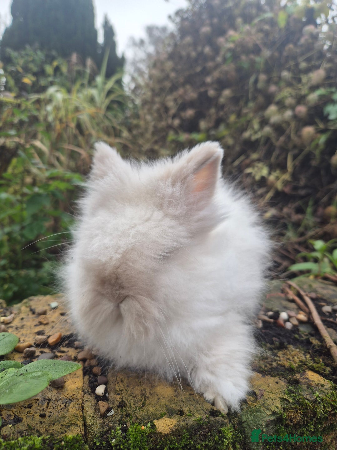 Angora rabbits for sale: Teddydwerg babies 💓💙 READY NOW 😍  - Advert 10