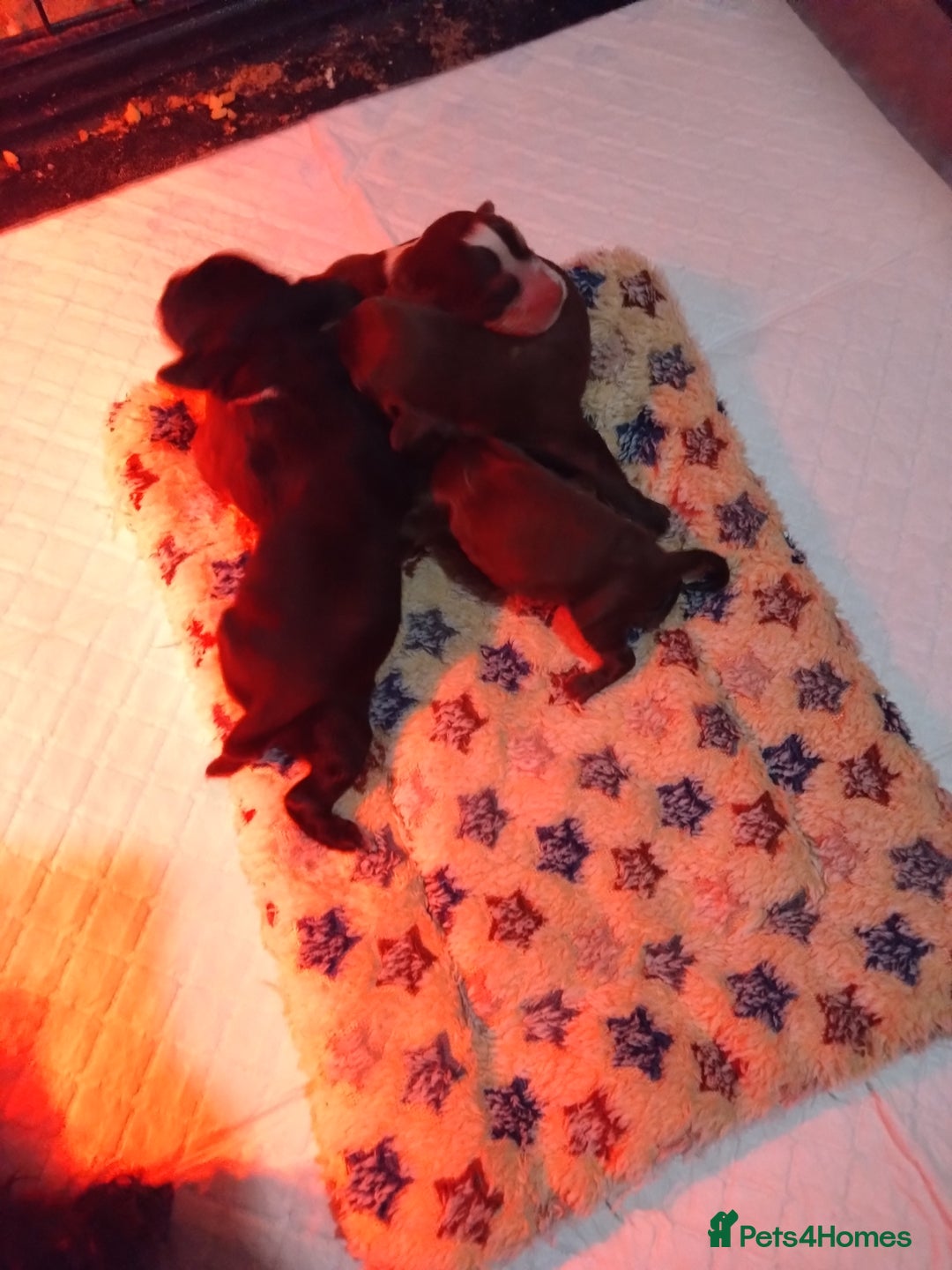 Cocker Spaniel dogs for sale: Working cocker spaniel pups  - Advert 2