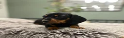 Miniature Dachshund dogs for sale: READY TO GO, 1 girl left! KC, PRA clear  - Advert 2
