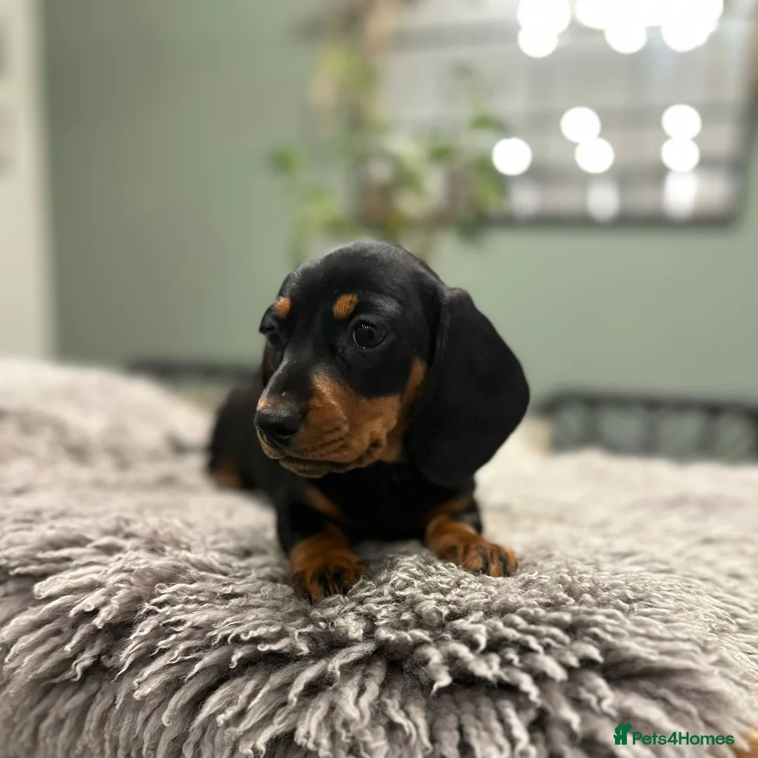 Miniature Dachshund dogs for sale: READY TO GO, 1 girl left! KC, PRA clear  - Advert 2