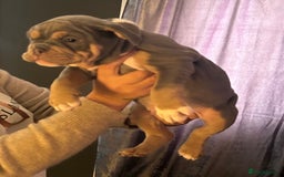 Mixed Breed dogs for sale: Bulldog puppy’s ready (5 BOYS LEFT 💙) - Image 11