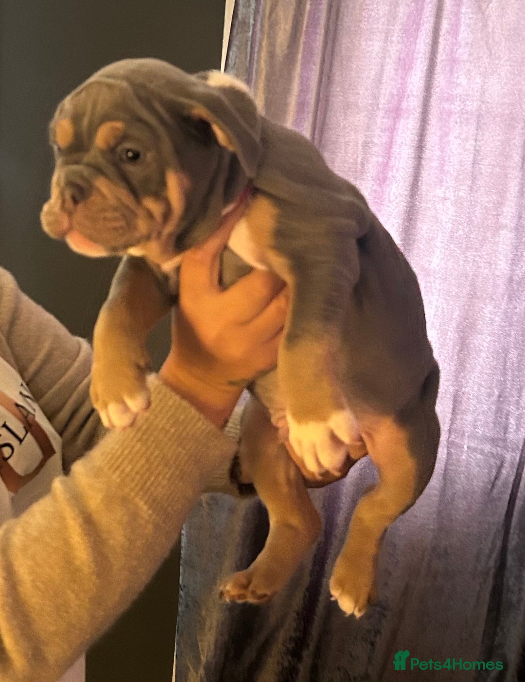 Mixed Breed dogs for sale: Bulldog puppy’s ready (5 BOYS LEFT 💙) - Image 11