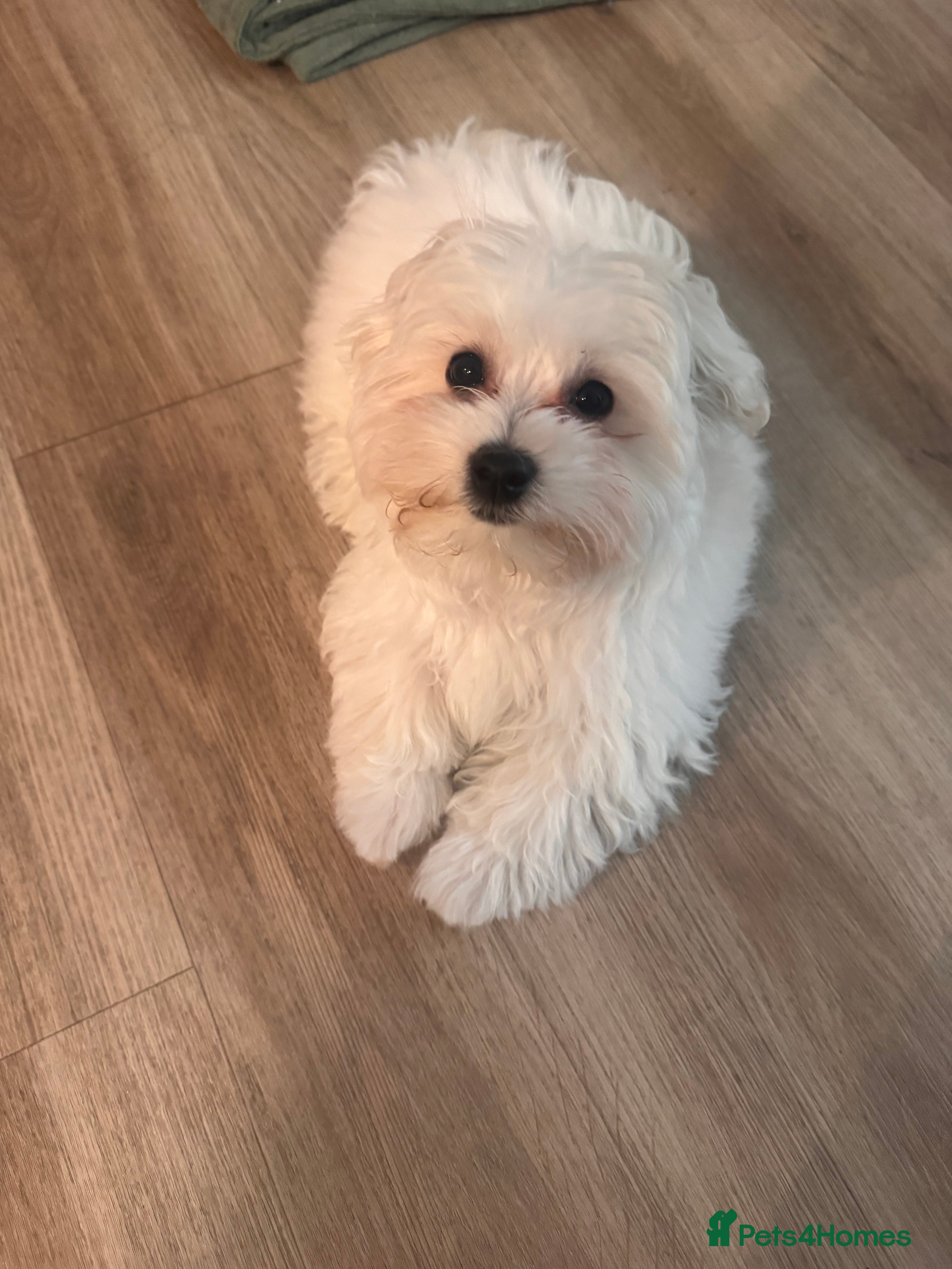 Maltese dogs Female Maltese pup with everything to get started - Advert 3
