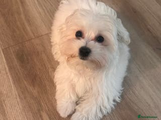 Maltese dogs Female Maltese pup with everything to get started - Advert 5