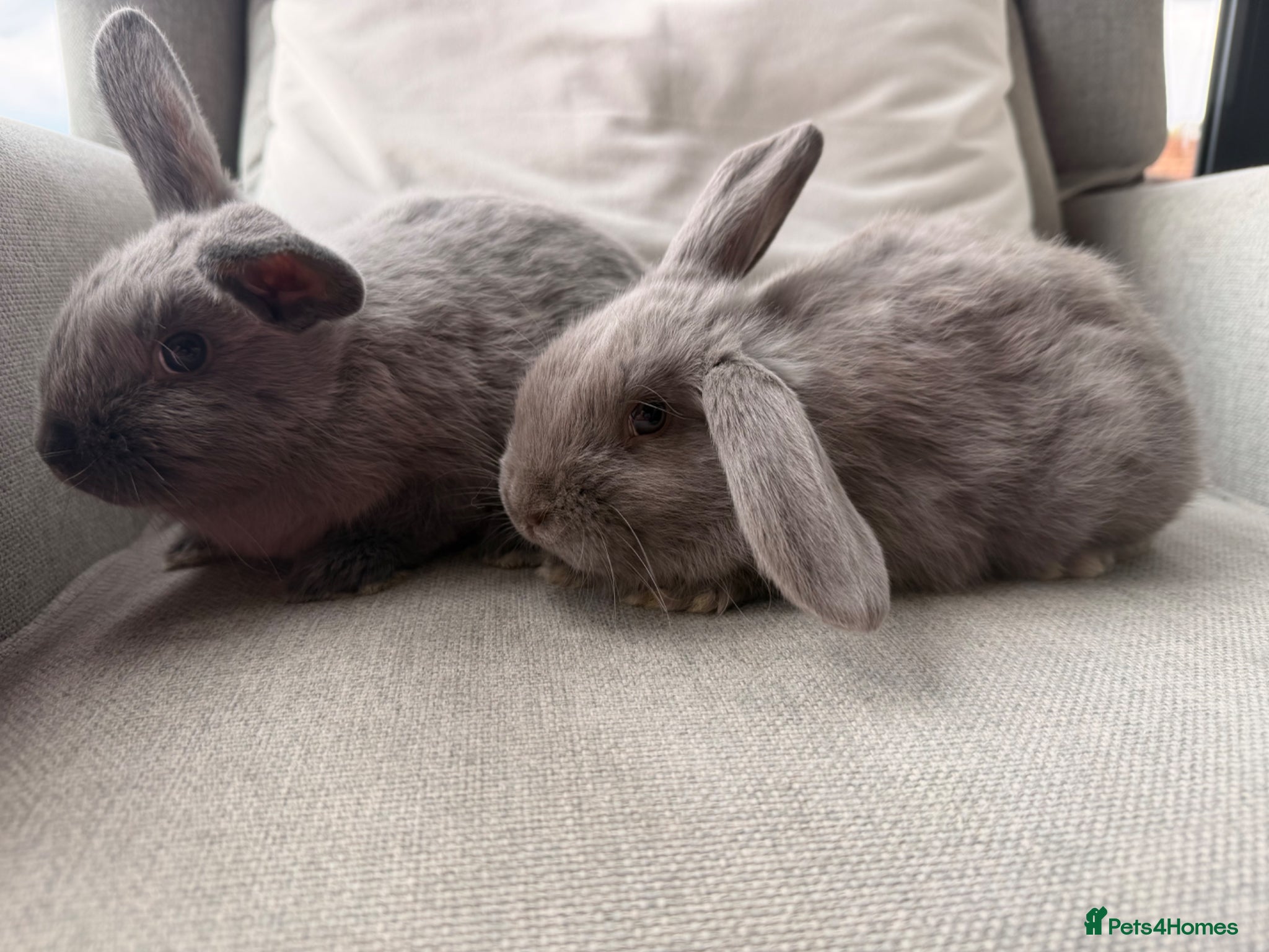 Mini Lion Lop rabbits Minnie lion lop - Advert 5