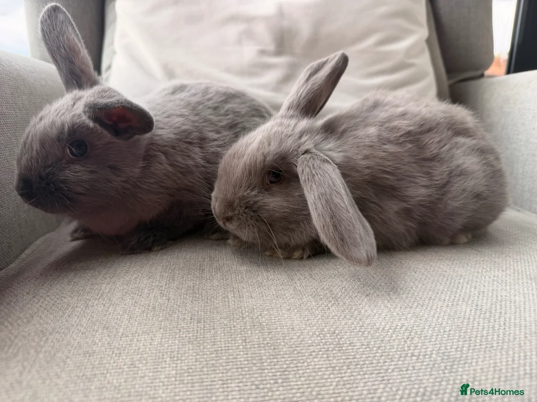 Mini Lion Lop rabbits for sale: Minnie lion lop - Advert 1