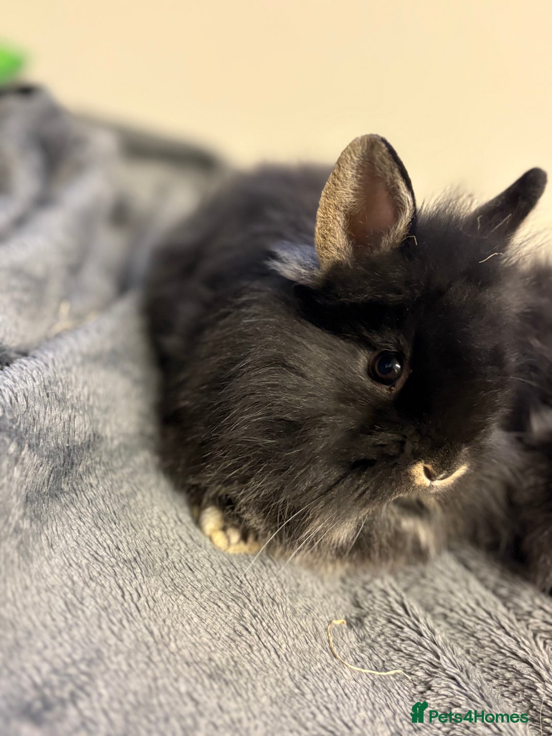 Lionhead rabbits for sale: Double maned lionhead babies  - Advert 7