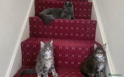 Maine Coon cats for sale: Maine coon kittens - Image 5