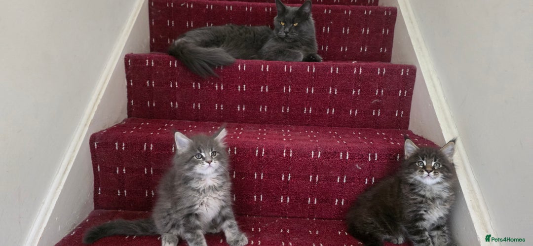 Maine Coon cats for sale: Maine coon kittens - Image 5