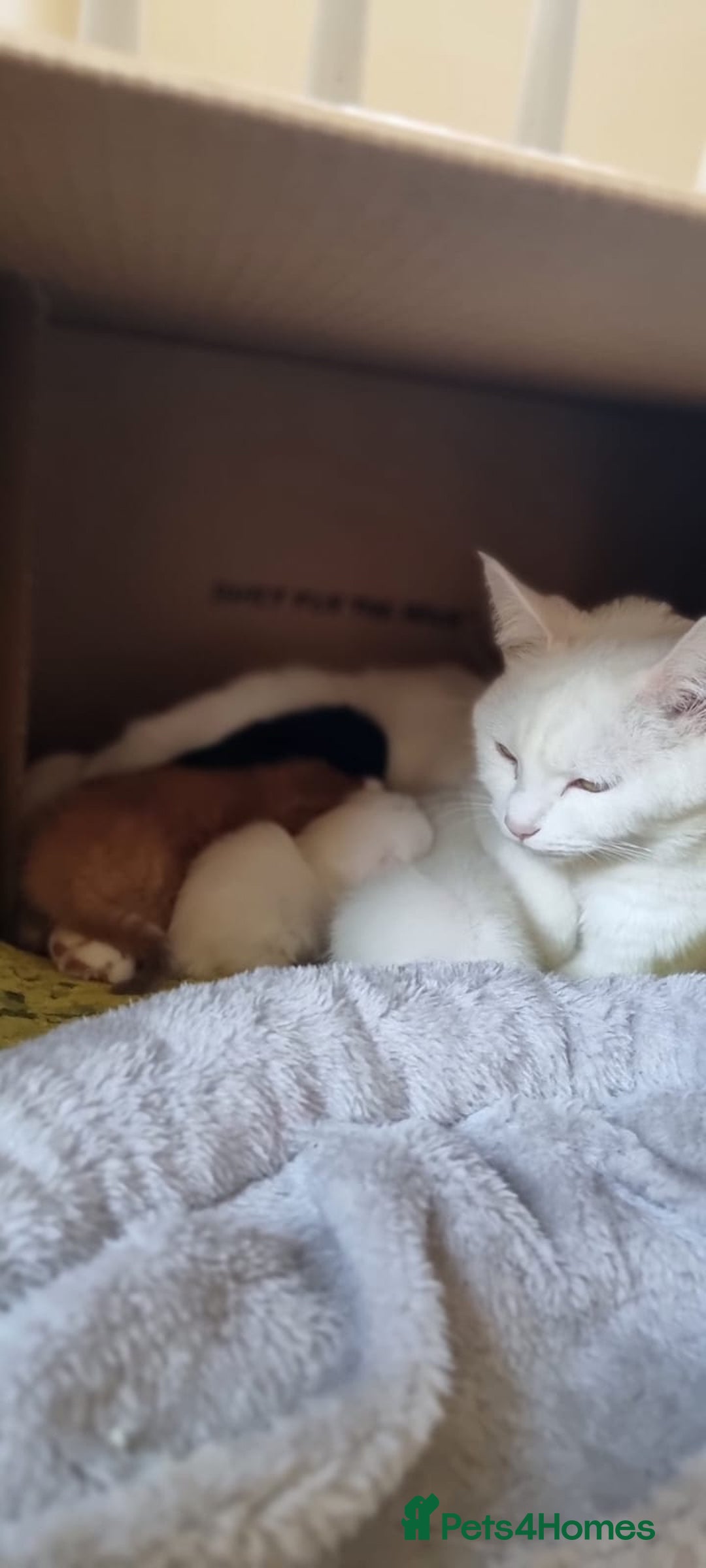 Turkish Angora cats for sale: Luxurious Turkish Agora mother cat for sale - Advert 7