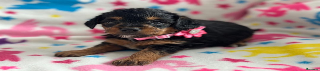 Jackapoo Puppy Miss Pink 