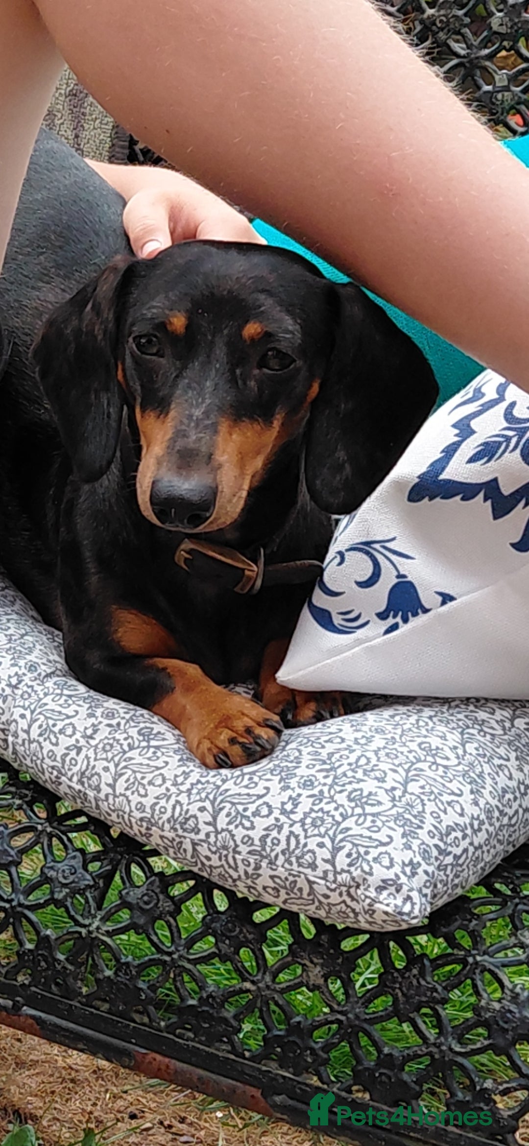 Dachshund dogs for sale: Miniature datchand  - Image 1