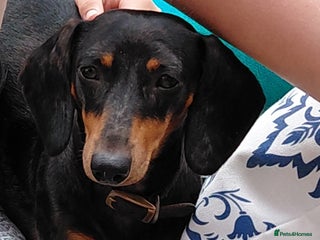 Dachshund dogs - Advert 1