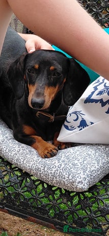 Dachshund dogs - Advert 3