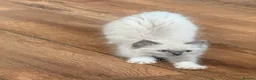 Ragdoll cats for sale: Stunning ragdoll kittens READY NOW - Advert 23