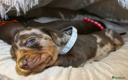 Miniature Dachshund dogs for sale: Miniature Dachshund puppies 🐶  - Image 18