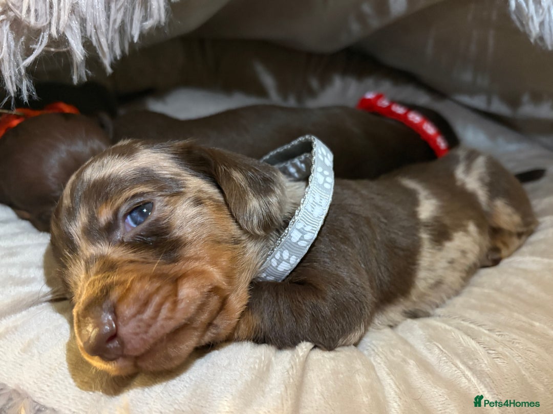 Miniature Dachshund dogs for sale: Miniature Dachshund puppies 🐶  - Image 18