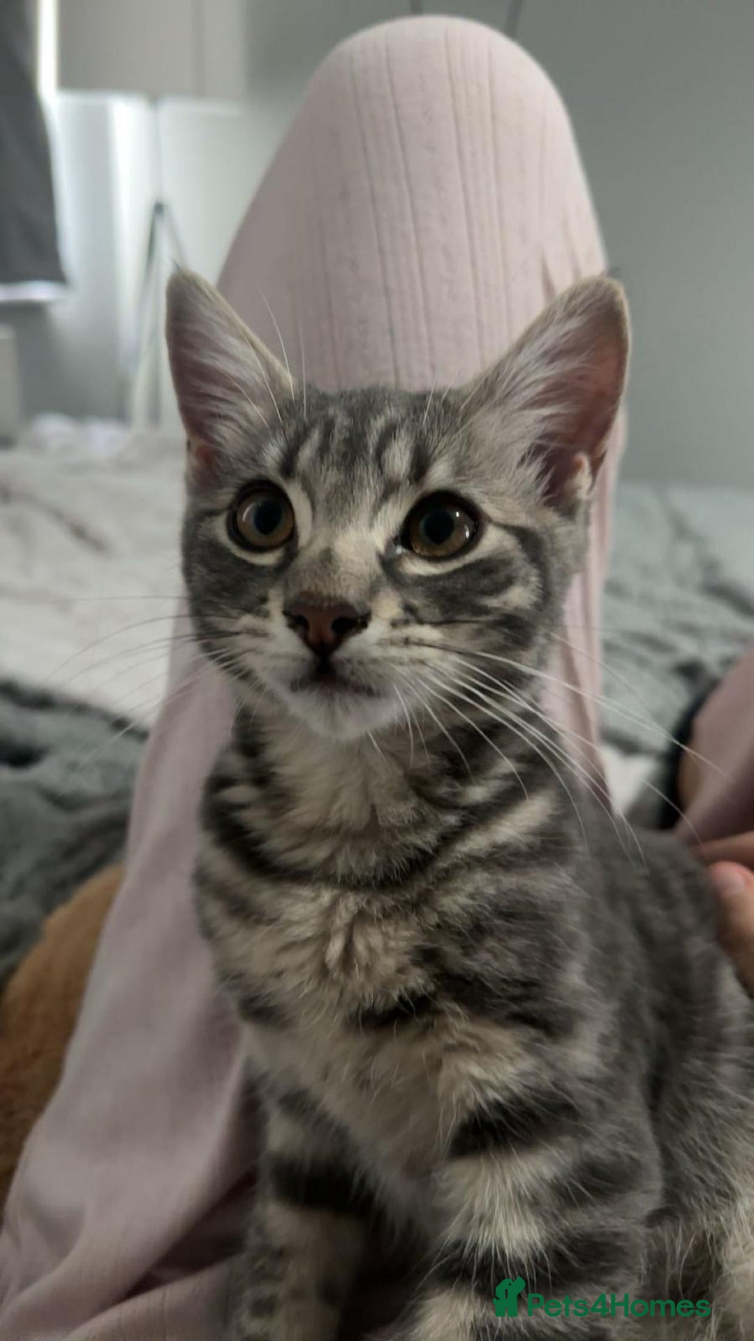 Mixed Breed cats for sale: Male cat free to good home - Advert 3