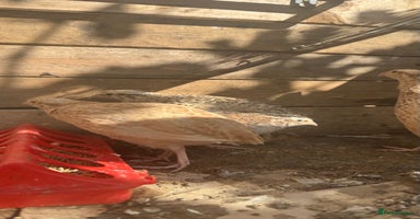 Quail poultry - Advert 10