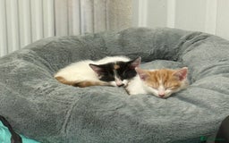 Mixed Breed cats for sale: Unfortunate Sale - Image 10