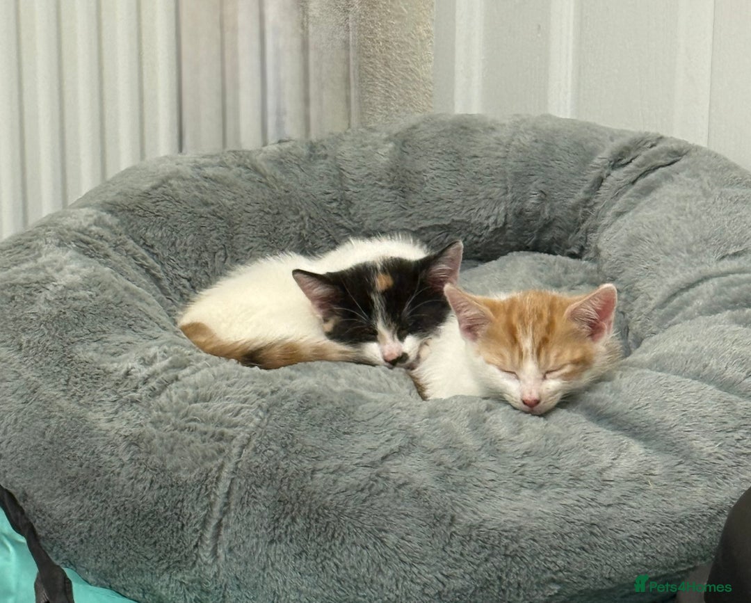 Mixed Breed cats for sale: Unfortunate Sale - Image 10